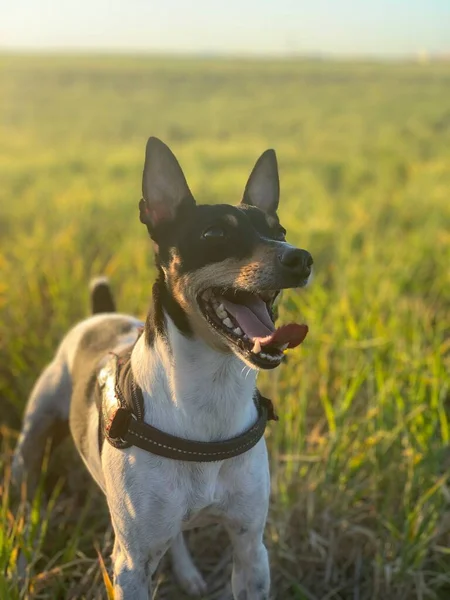 Chien Mignon Heureux Dans Prairie — Photo