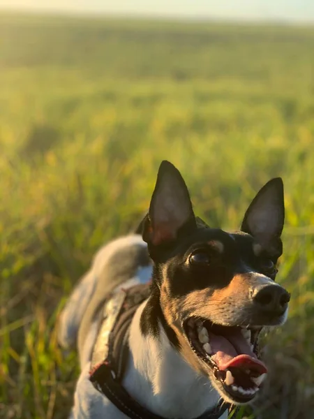 Roztomilý Pes Šťastný Prérii — Stock fotografie