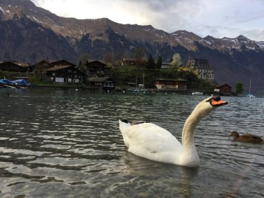 Alp manzarası ve gölde beyaz bir kuğu