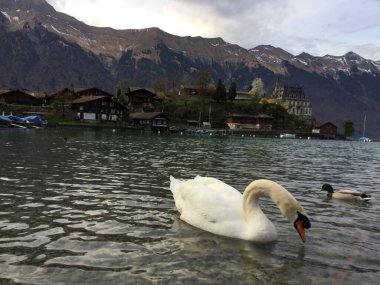 Alp manzarası ve gölde beyaz bir kuğu