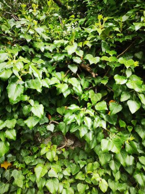 Duvardaki sarmaşıktan yeşil yapraklar