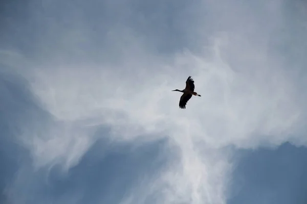 White Stork Spring Sky — Stock Photo, Image