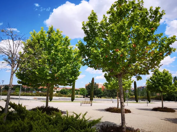 Μονοπάτι Δέντρα Στο Mostoles Νότια Madrid — Φωτογραφία Αρχείου