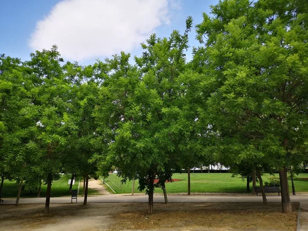 Summer Park South Madrid — Φωτογραφία Αρχείου