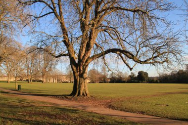 İngiliz çayırı eski meşe ağaçları