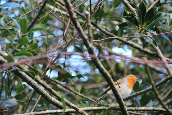 Leuke Rode Roodborstvogel Tussen Boomtakken — Stockfoto