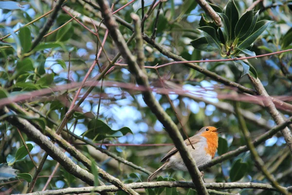 Pássaro Robin Vermelho Bonito Entre Galhos Árvore — Fotografia de Stock