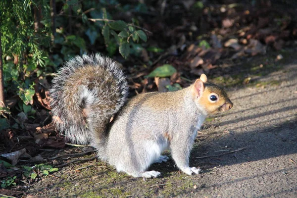 Esquilo Parque Inglaterra — Fotografia de Stock