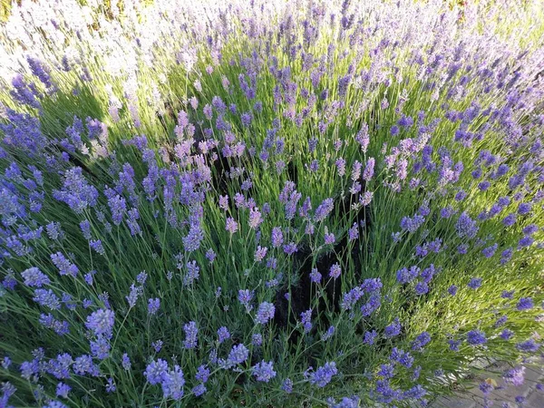 Summer Picture Lavender Flowers — Stock Photo, Image