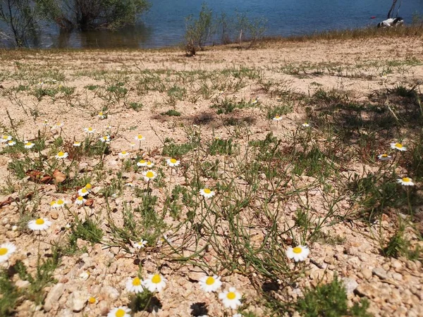 Пісок Біля Берега Озера Горах — стокове фото