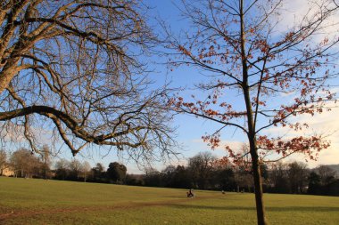 Bath 'da eski meşe ağaçları olan İngiliz çayırı.
