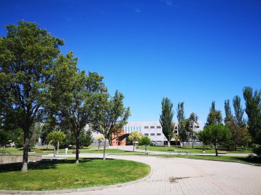 Mostoles ağaç bulvarında güneşli bir sabah