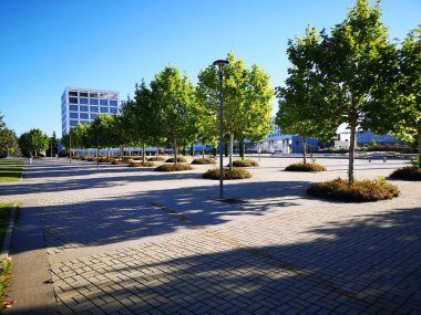 Mostoles ağaç bulvarında güneşli bir sabah