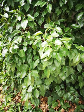 Yeşil bir sarmaşığı örten bitki örtüsü