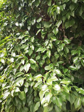 Yeşil bir sarmaşığı örten bitki örtüsü