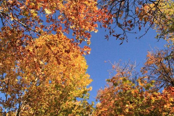 市内の紅葉 — ストック写真