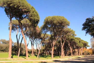 Madrid mediterranean pine trees paseo