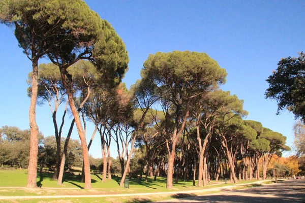 Madrid Mediterranean Pine Trees Paseo — Φωτογραφία Αρχείου