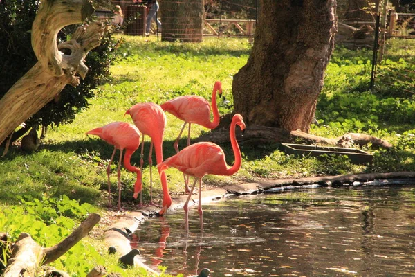 Pink Flamingos Pond Side Madrid — Photo