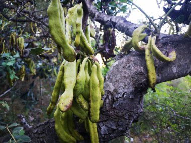 Mediterranean carob pods on the tree