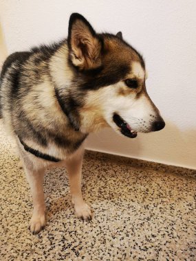 Alaska malamute dog friendly pet