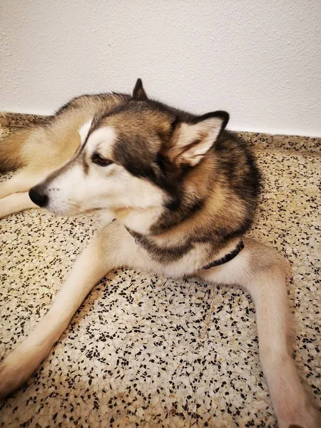 Alaska Malamute Dog Friendly Pet — Stock Fotó