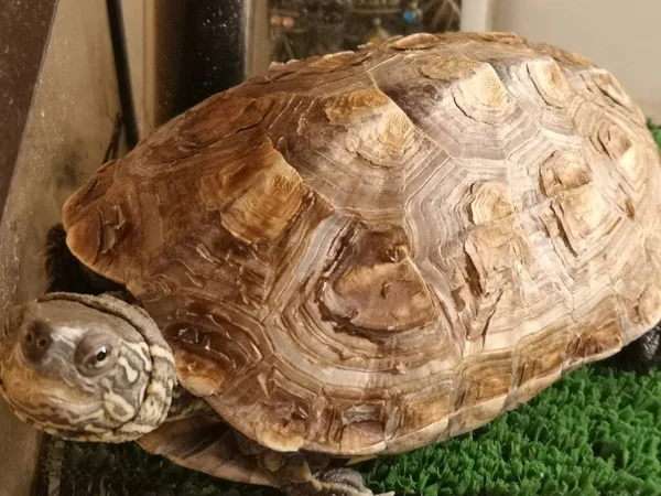 Small Domestic Tortoise Home — Stock Photo, Image