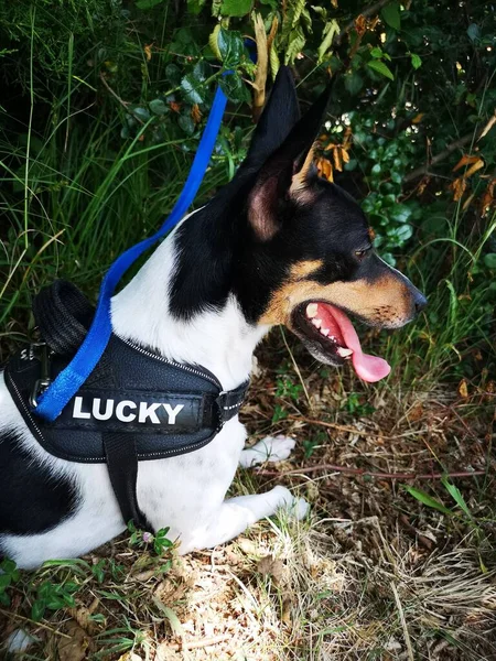 Friendly Rat Terrier Puppy Dog — Stock Fotó