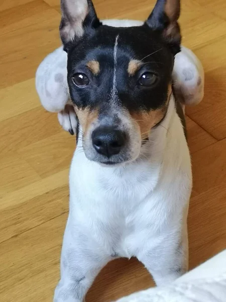 Friendly Rat Terrier Puppy Dog — Stock Photo, Image