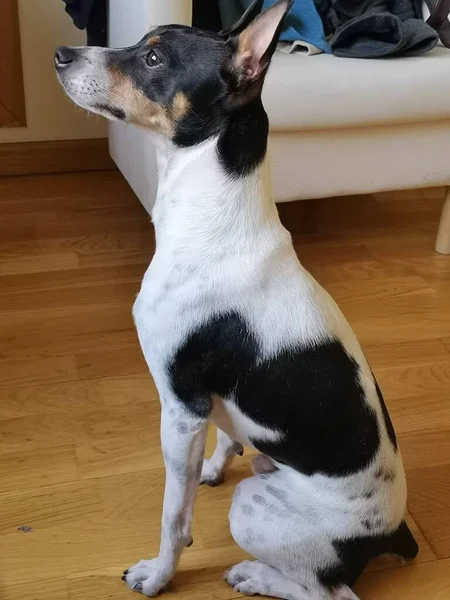 Friendly Rat Terrier Puppy Dog — Stock Fotó