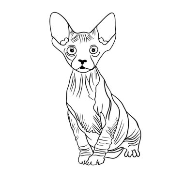 Beyaz arka planda büyük kulakları olan zarif kel sfenks kedisi.