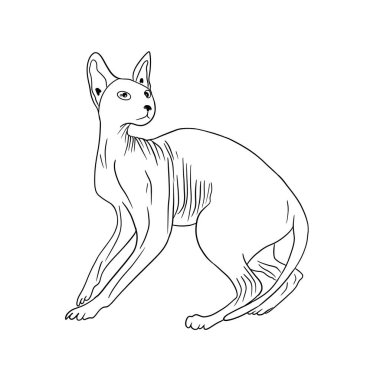 Güzel sfenks kedisi beyaz arka planda siyah çizgilerle büyümüş.