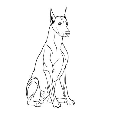 Yakışıklı ve önemli bir doberman, beyaz arkaplanda siyah çizgileri olan basit bir çizim çizimi.
