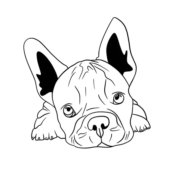 Art Illustratie Portret Van Een Schattig Klein Bulldog Een Witte — Stockfoto