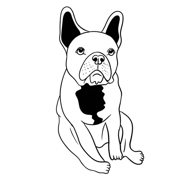 Bouledogue Repos Adulte Fatigué Tout Illustration Art Lignes Noires Fond — Photo