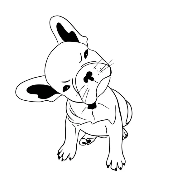 Pequeno Cachorro Bulldog Francês Que Está Tramando Algo — Fotografia de Stock