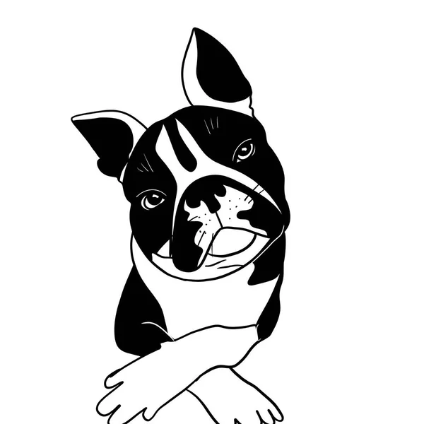 Sketch Illustration Important French Bulldog Black White Color White Background — Stock Photo, Image
