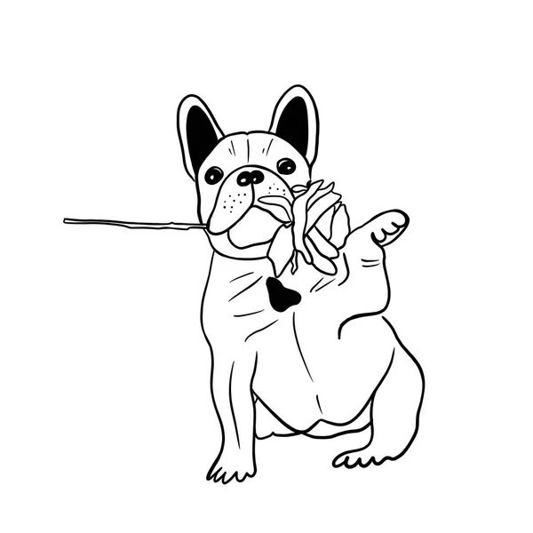 Pequeno Cachorro Buldogue Francês Segurando Uma Rosa Sua Boca Dando — Fotografia de Stock