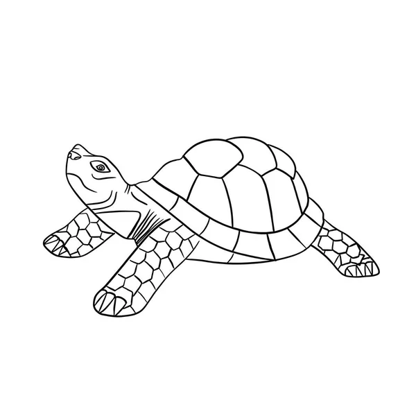 Illustration Einer Silhouette Einer Schildkröte Mit Schwarzen Linien Auf Weißem — Stockfoto