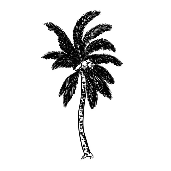 Sztuka Pracy Kokosowe Drzewo Czarne Linie Białym Tle — Zdjęcie stockowe