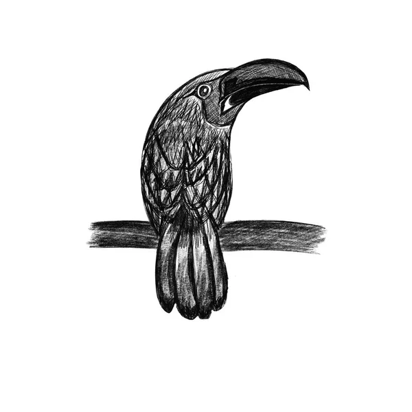Dibujo Arte Boceto Rápido Pájaro Exótico Lápiz Sentado Una Rama —  Fotos de Stock