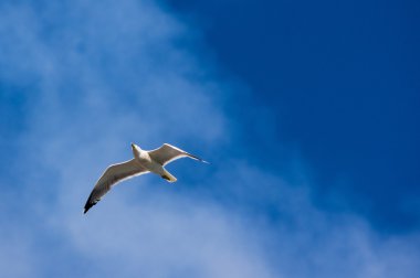 mavi bir gökyüzü üzerinde martı