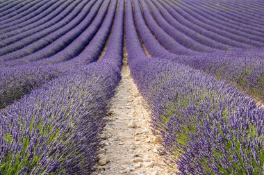 Alan lavanta Provence, Fransa