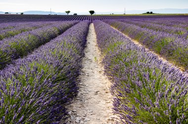 Alan lavanta Provence, Fransa