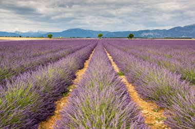 Alan lavanta Provence, Fransa
