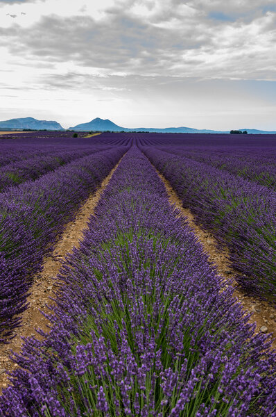 Field of Lavender in Provence, France