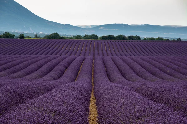Field of Lavender in Provence, France