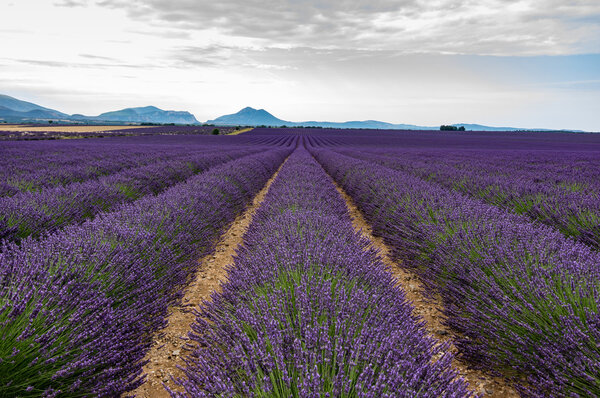 Field of Lavender in Provence, France