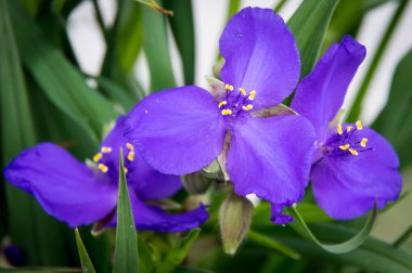 Tradescantia virginiana