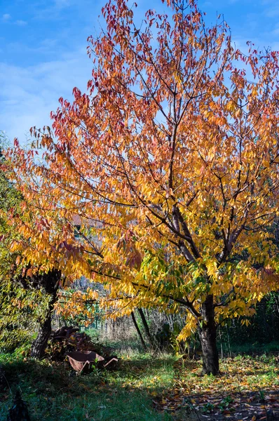 Herbstlaub auf einem Kirschbaum — Stockfoto